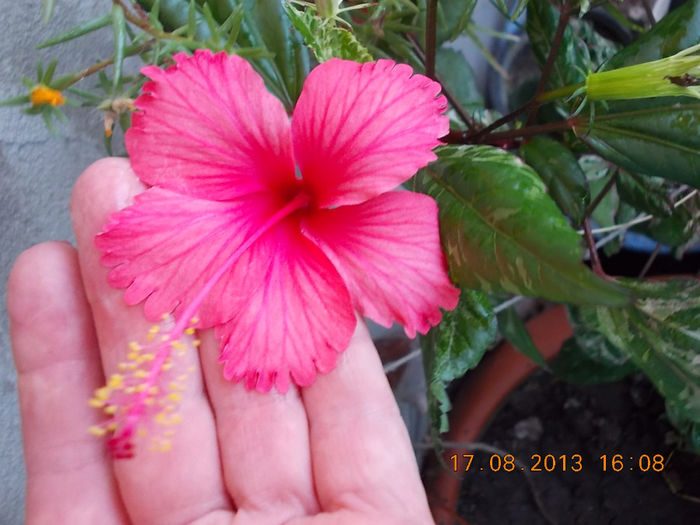 20 august 2013-flori 002