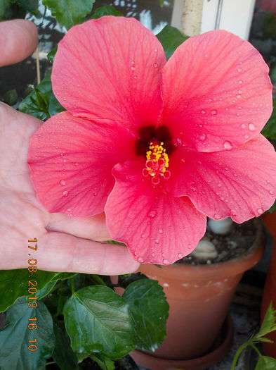 20 august 2013-flori 014
