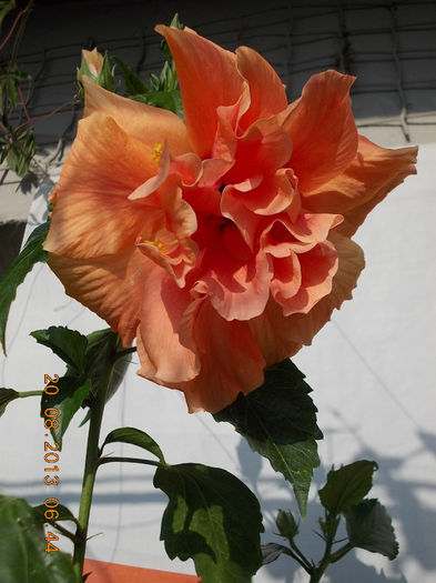 20 august 2013-flori 051