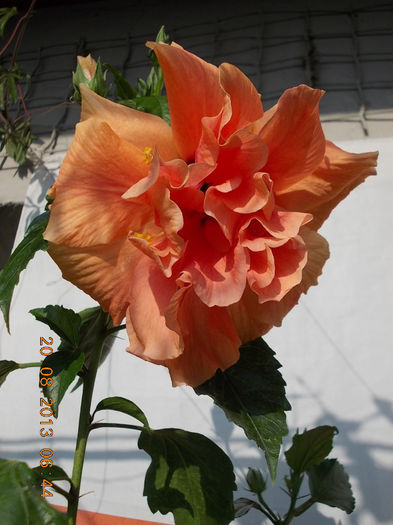 20 august 2013-flori 052