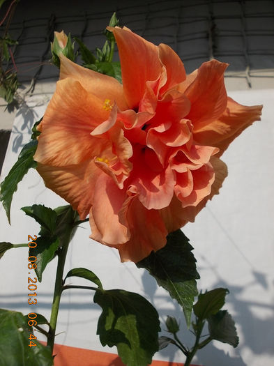 20 august 2013-flori 053