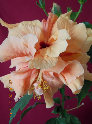20 august 2013-flori 088 - hibiscus -1