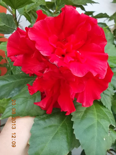 20 august 2013-flori 096