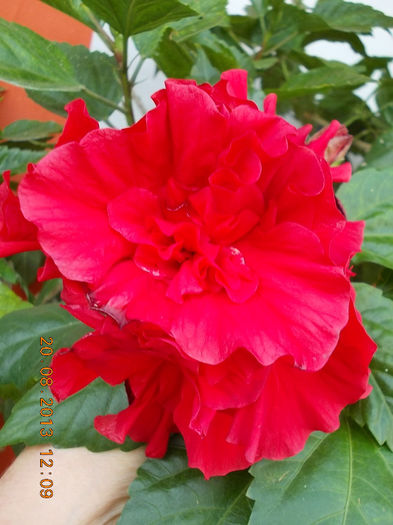 20 august 2013-flori 097