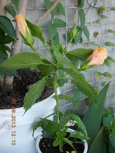 20 august 2013-flori 100 - hibiscus -1