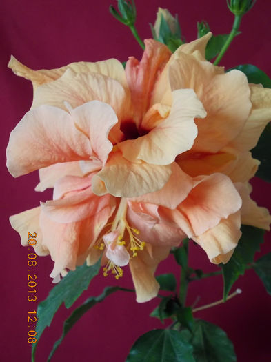 20 august 2013-flori 090 - hibiscus -1