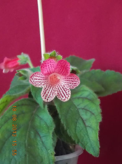 20 august 2013-flori 037 - kohleria