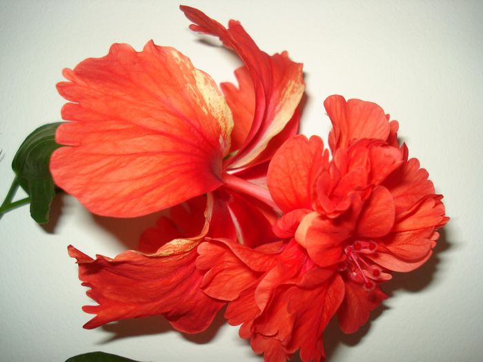 DSC09042 - FLORI 2013