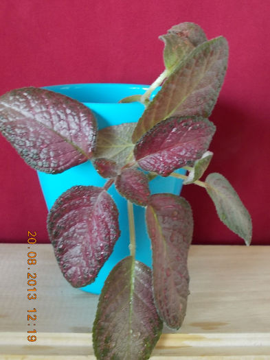 20 august 2013-flori 115 - episcia