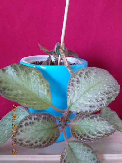 20 august 2013-flori 118 - episcia