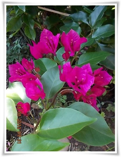 DSCN1306 - flori diverse 2013