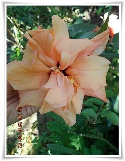 DSCN1315 - flori diverse 2013