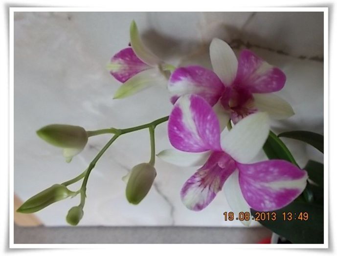 DSCN1328 - flori diverse 2013