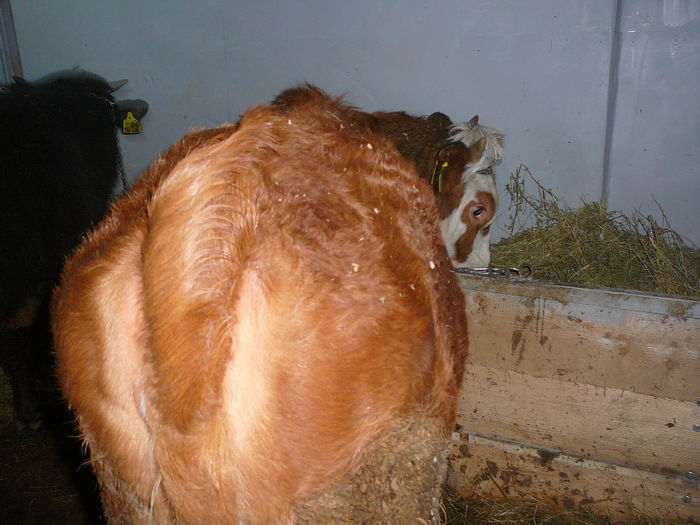 rumegatoare.2011 (14) - animalute pe care le-am avut