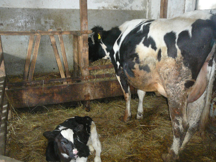 rumegatoare.2011 (22) - animalute pe care le-am avut