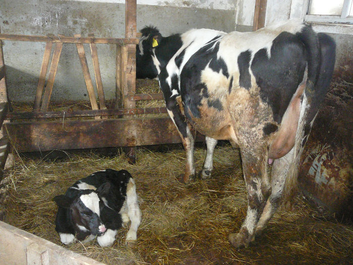 rumegatoare.2011 (23) - animalute pe care le-am avut