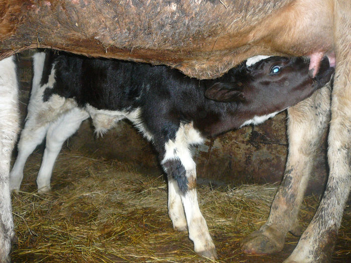 rumegatoare.2011 (32) - animalute pe care le-am avut