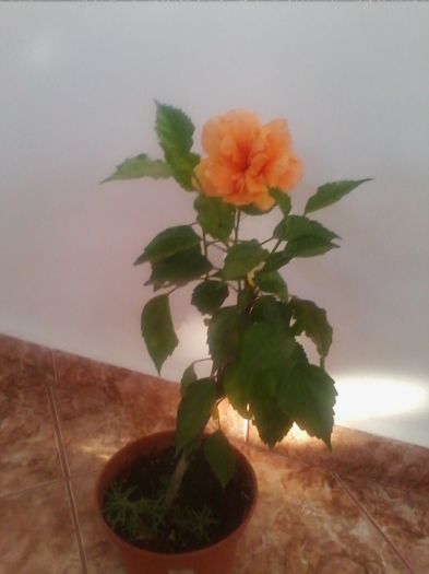 caisa batut. - hibiscusi 2013