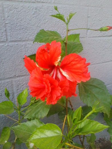 Picture 480 - hibiscusi 2013