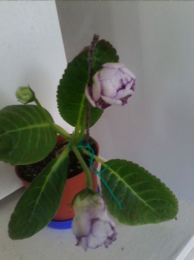 purpuranja rosyana - gloxinia 2013