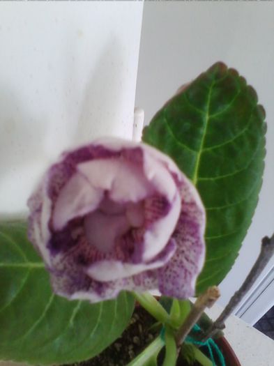 Picture 446 - gloxinia 2013