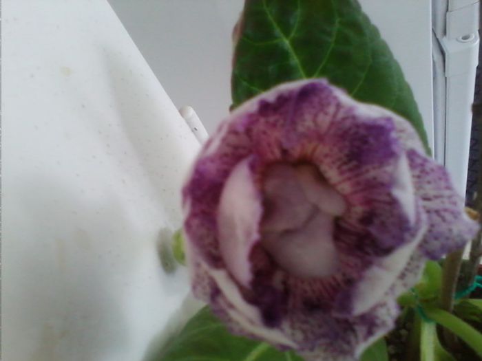 Picture 447 - gloxinia 2013