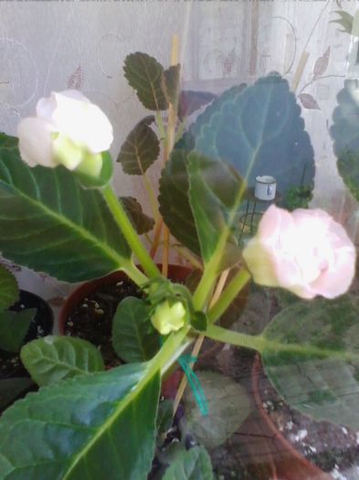 roz batut 2. - gloxinia 2013
