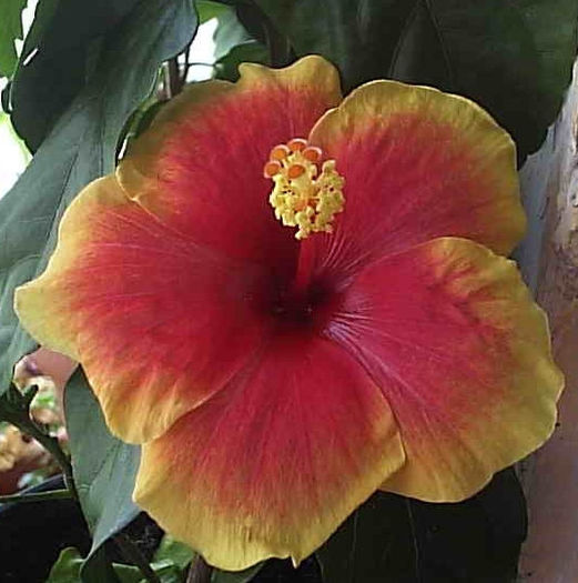 20.08.2013 - Hibiscus 2013