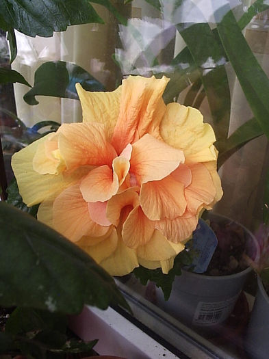 20.08.2013 - Hibiscus 2013