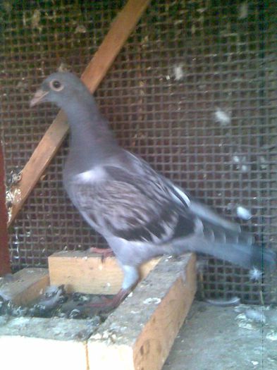 f - voiajori aminiri 2011