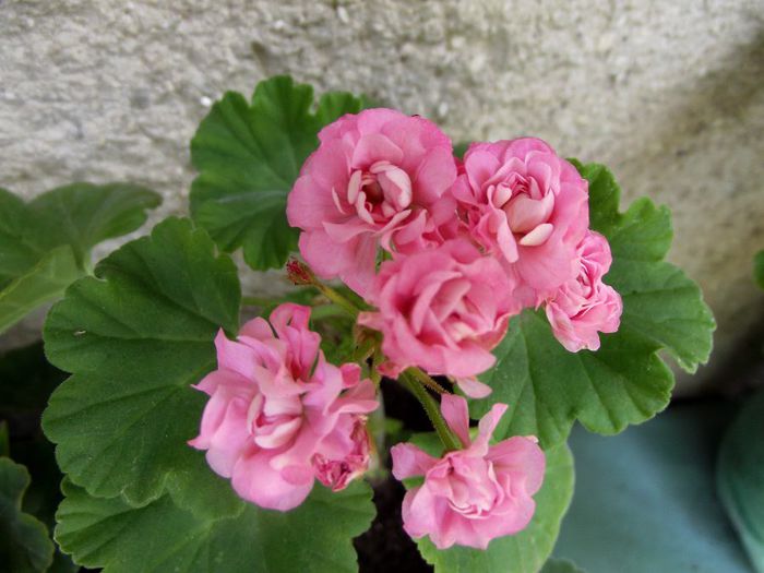 australian pink rosebud 13