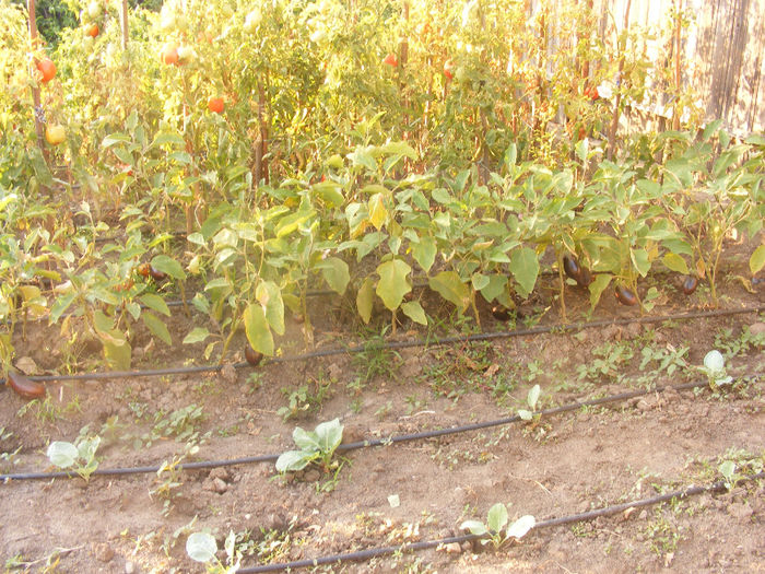 DSCF0139 - Gradina de legume