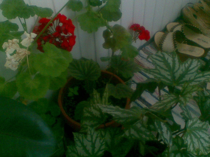 20082013(009) - florile mele