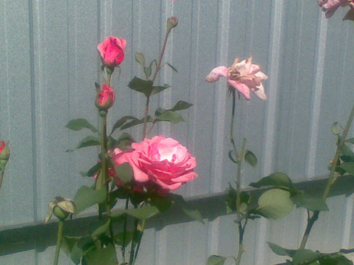 20082013(011) - florile mele