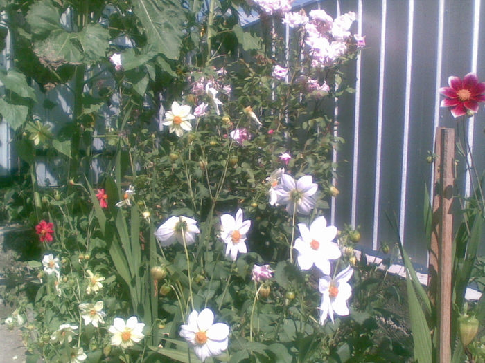 20082013(013) - florile mele