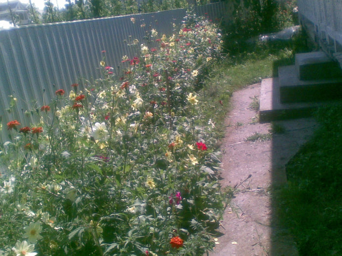 20082013(014) - florile mele