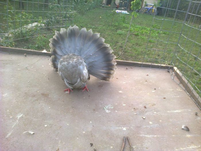 20 aug 2013 008