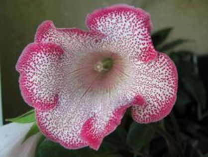 ALENK - ACHIZITII Gloxinii 2013