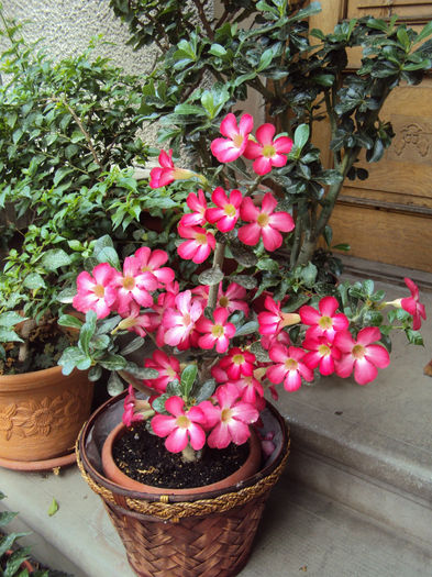 DSC09268 - Adenium