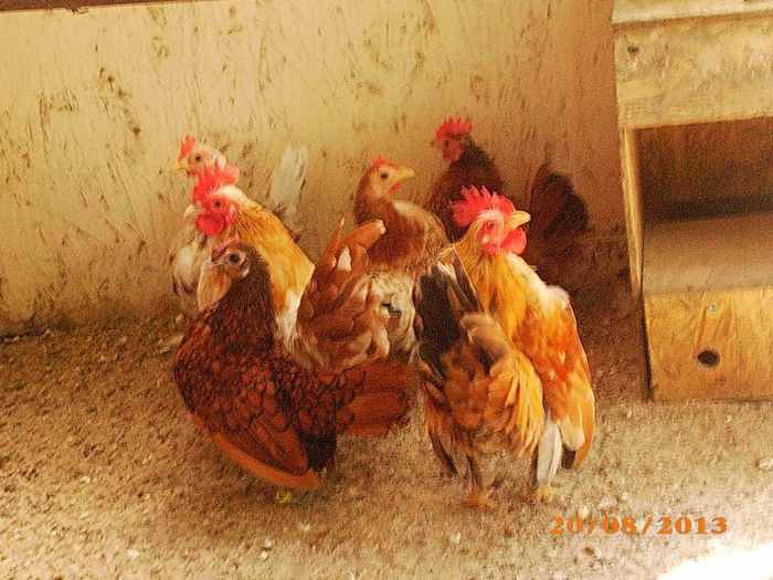 gaini sperbe (foarte mici)