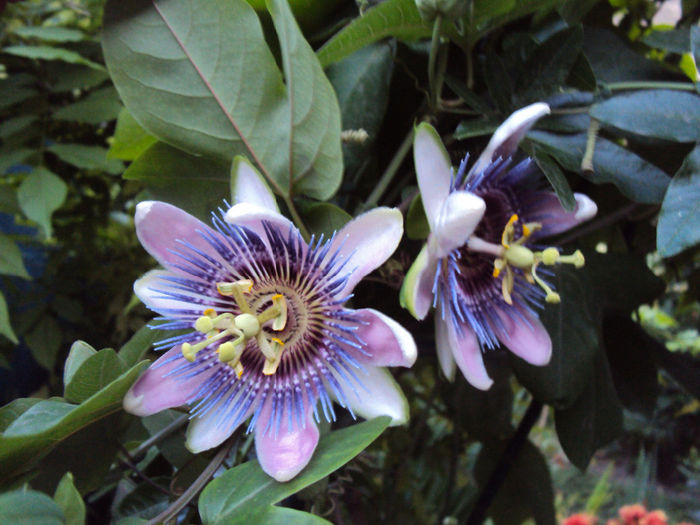 DSC09312 - Passiflora