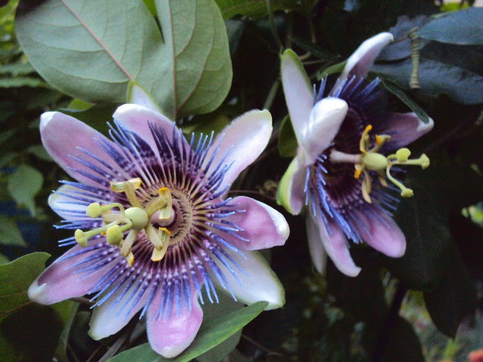 DSC09313 - Passiflora