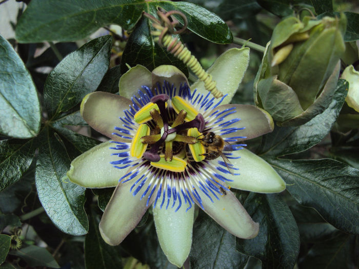 DSC09275 - Passiflora