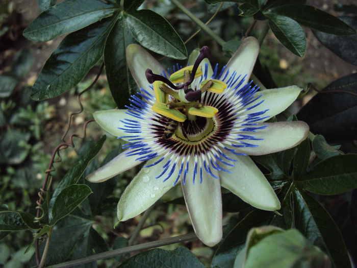 DSC09276 - Passiflora