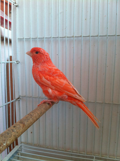 photo2 - REPRODUCTIE 2013