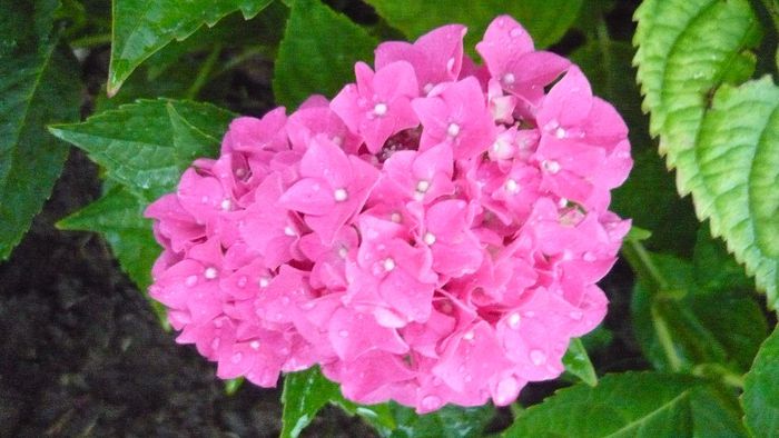 Picture 1379 - hortensia