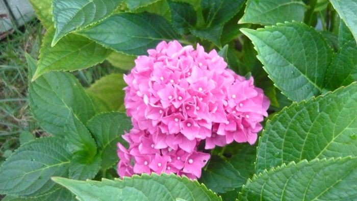 Picture 1380 - hortensia