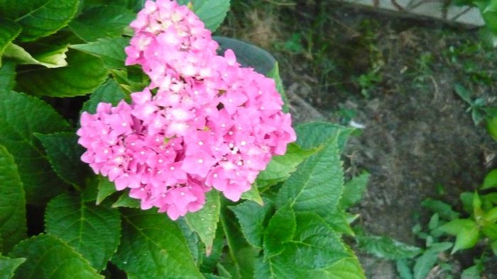 Picture 1474 - hortensia