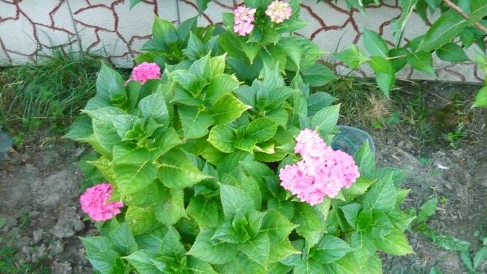 Picture 1475 - hortensia