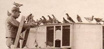 1075822_188195048016265_317450649_n (1)